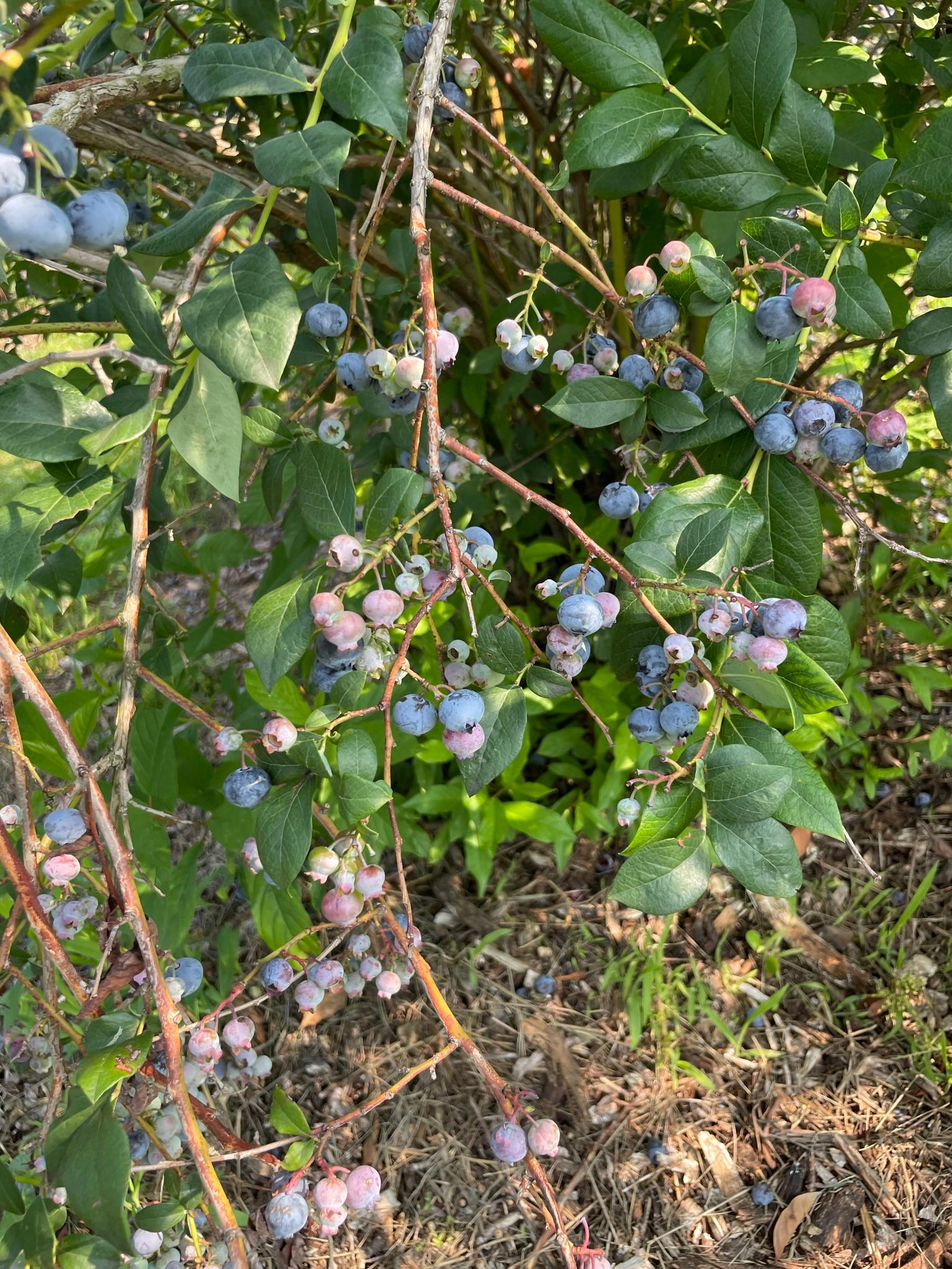 Blueberries