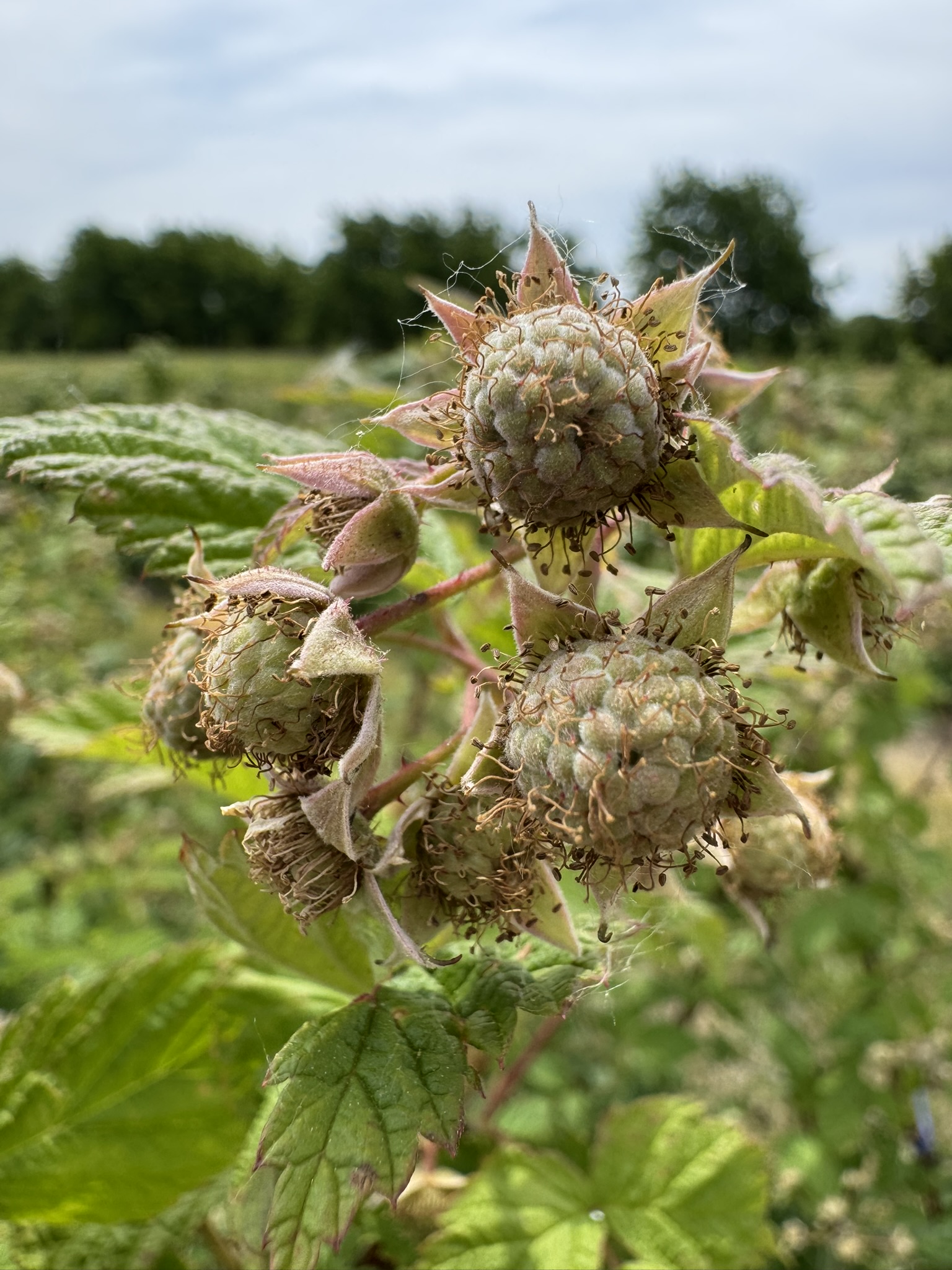 A cluster of unripe raspberries.