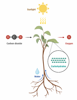 Photosynthesis.png