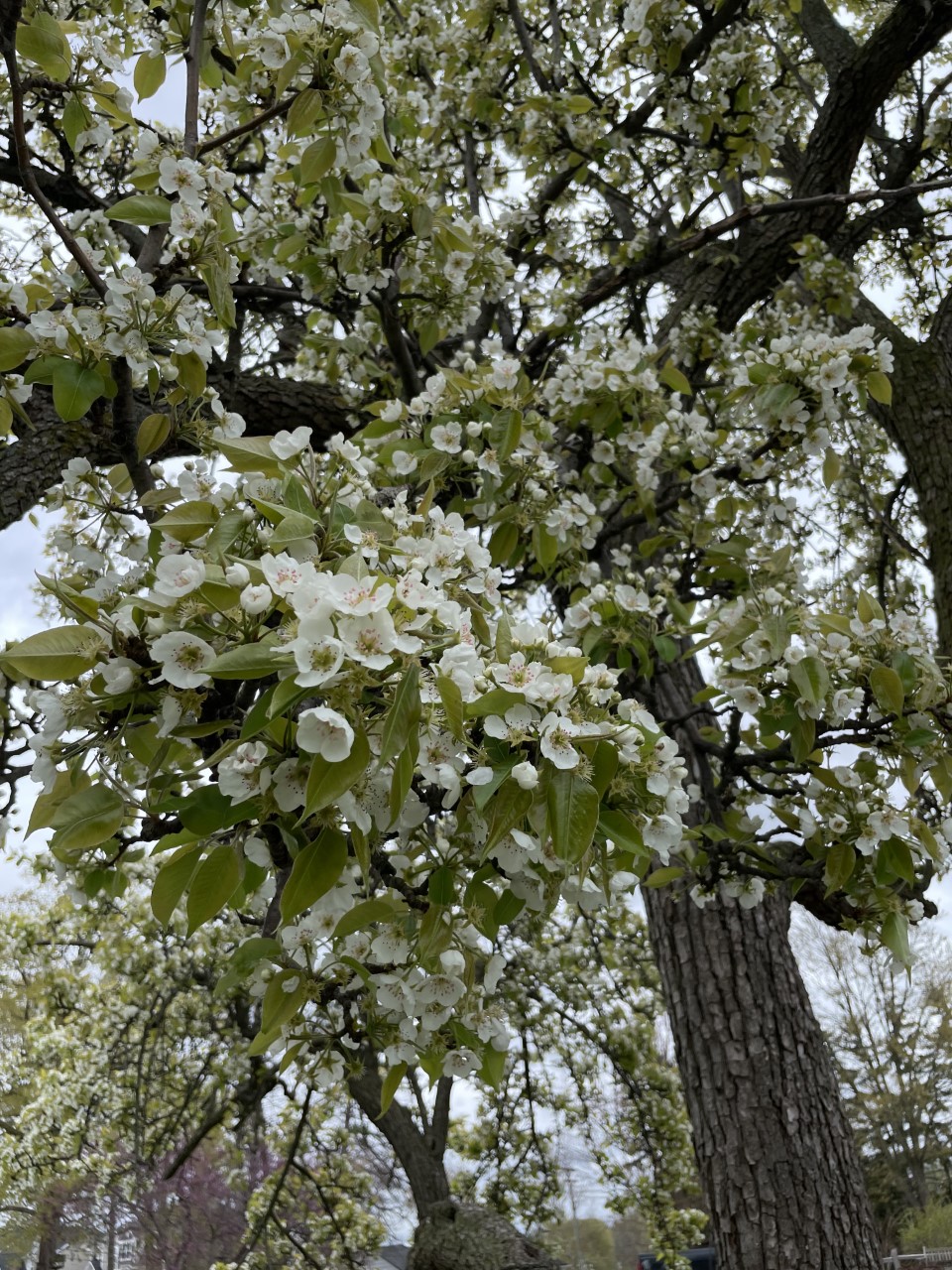 Pear tree blooming 