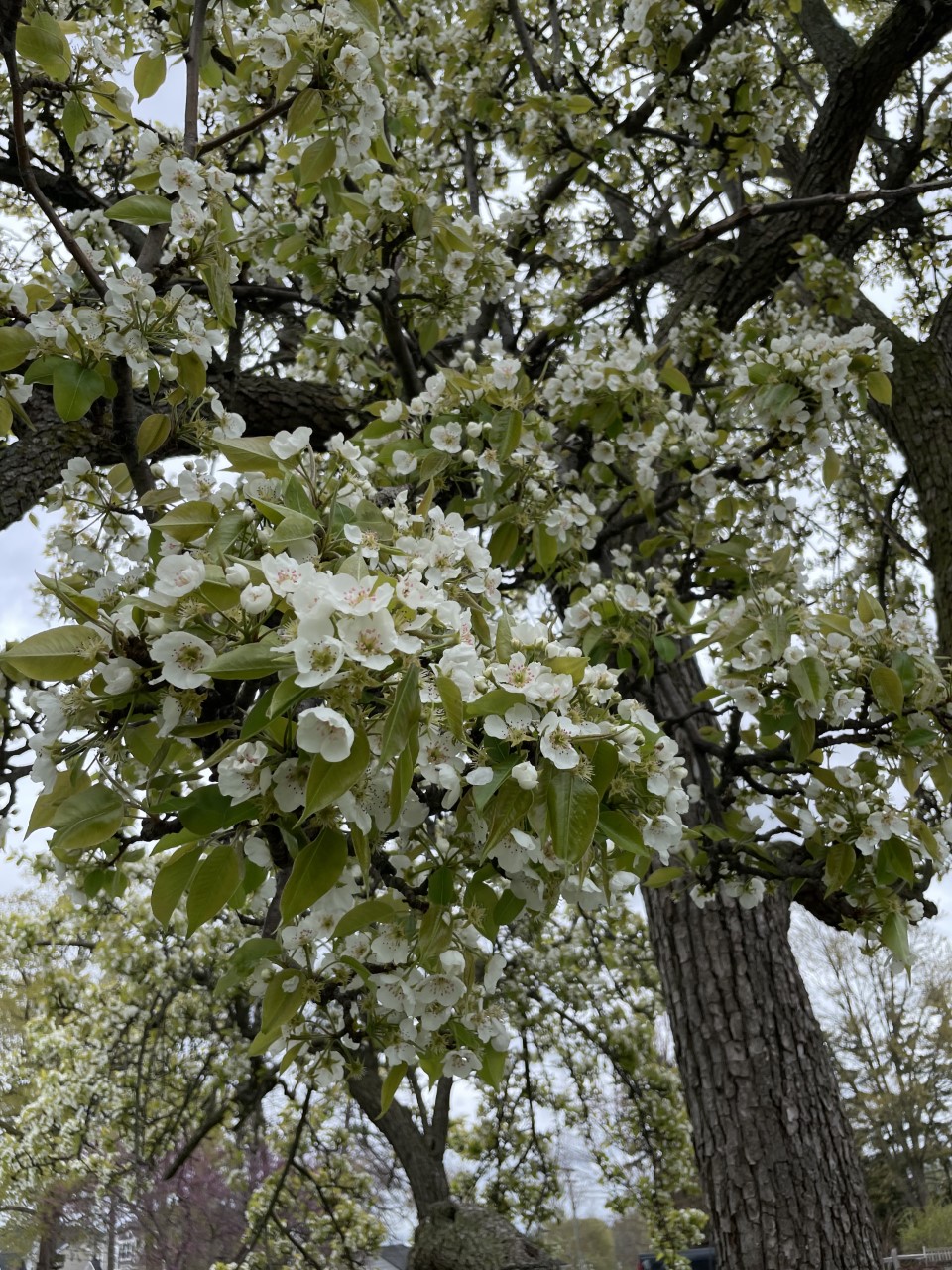 Pear tree blooming