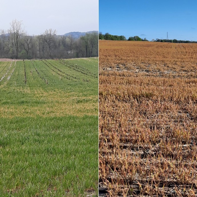 Cereal Rye termination with herbicide protection