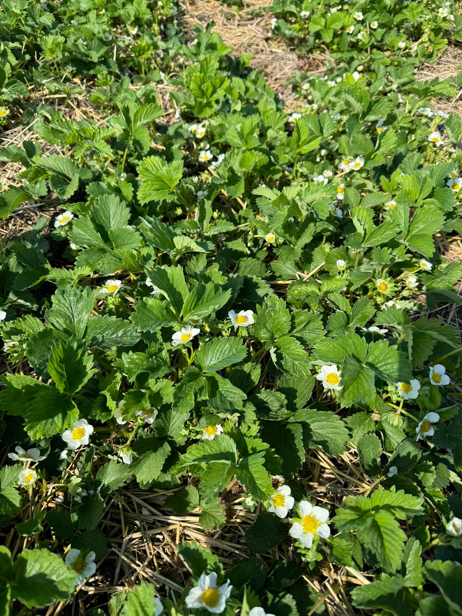 Strawberry_Blooms_Spicer_May13_2024.JPEG