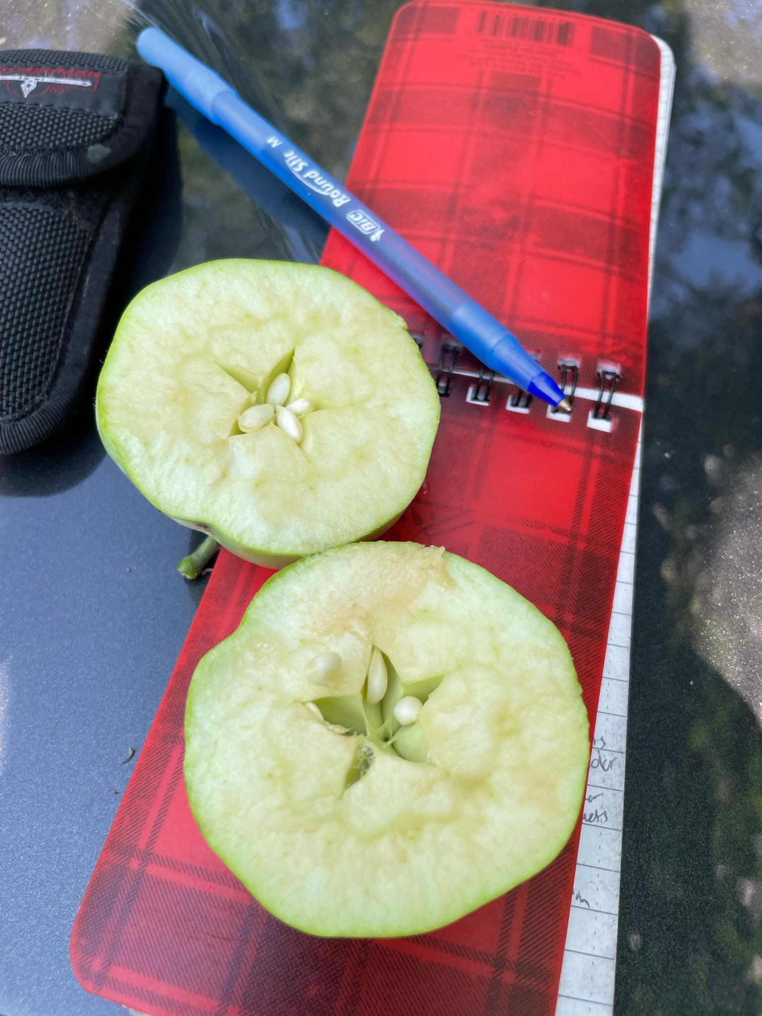 Apple fruit cross section 