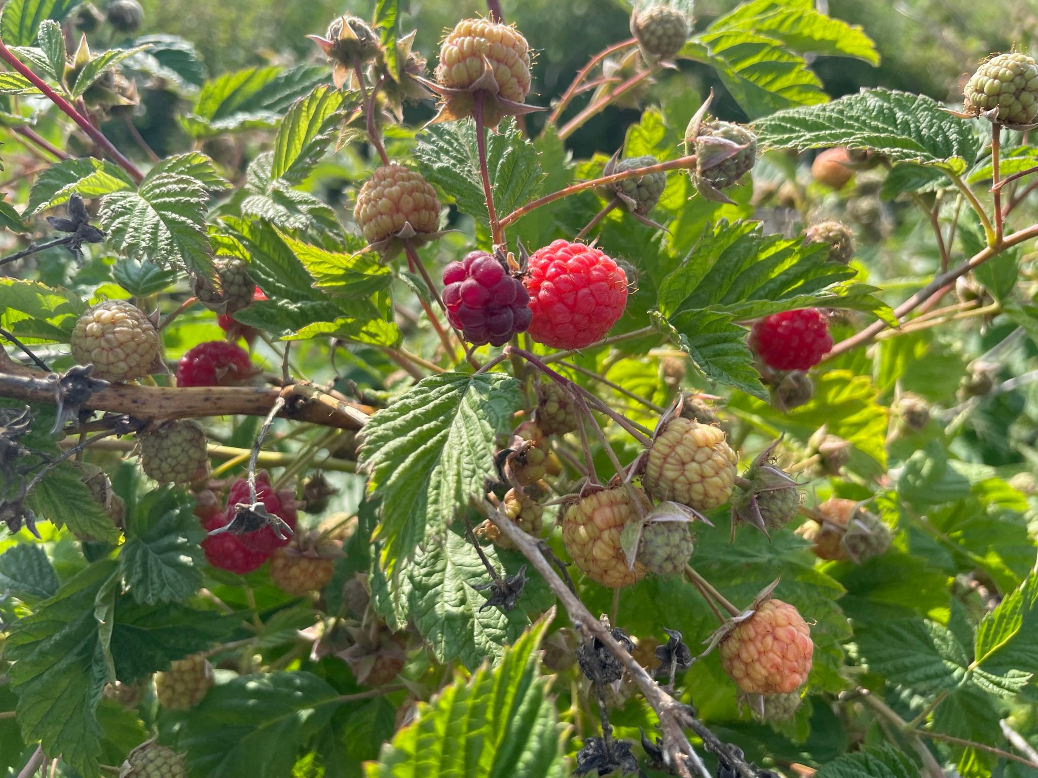 RaspberryRipening_Spicers_June20_2023.JPEG