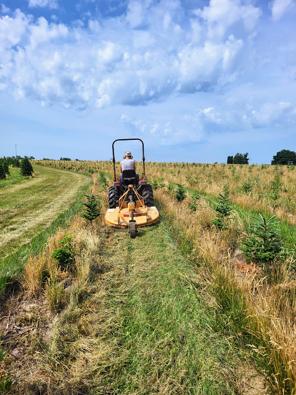 A mower cuts grass down grass growing between Christmas tree plantings.