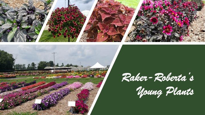 A closeup of four featured plants at a nursery.