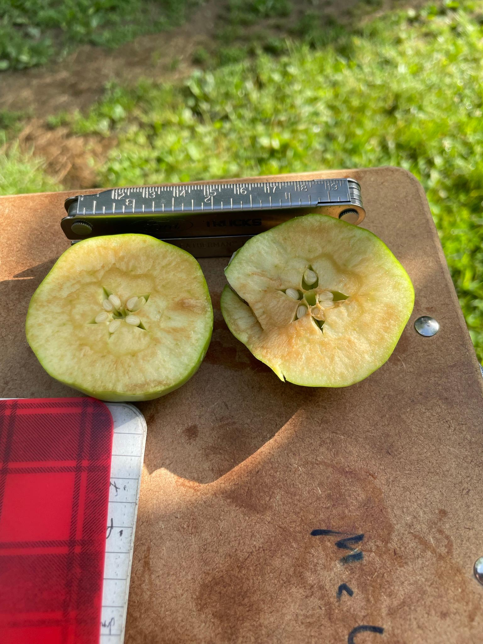 Apple fruit cross section