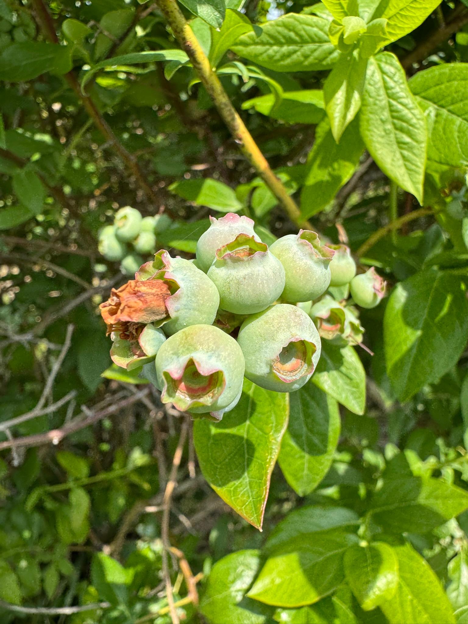 Blueberry_Spicers_June9_2025.JPEG