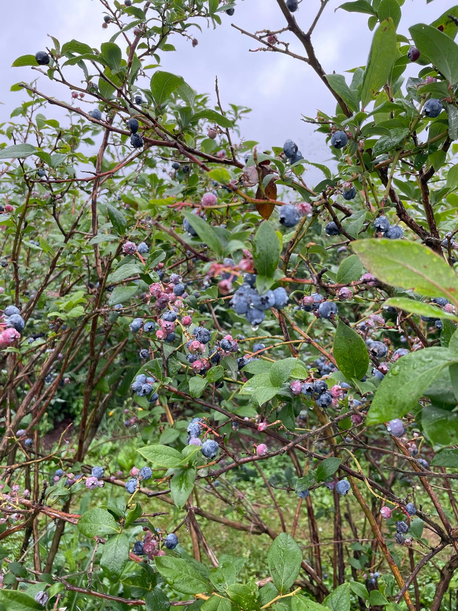 Blueberries ready to be harvested from a blueberry bush.