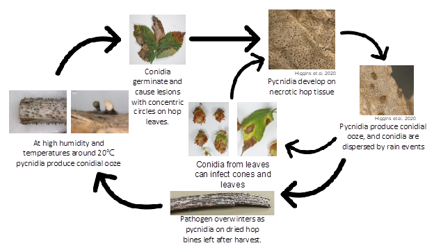 The disease cycle of halo blight.