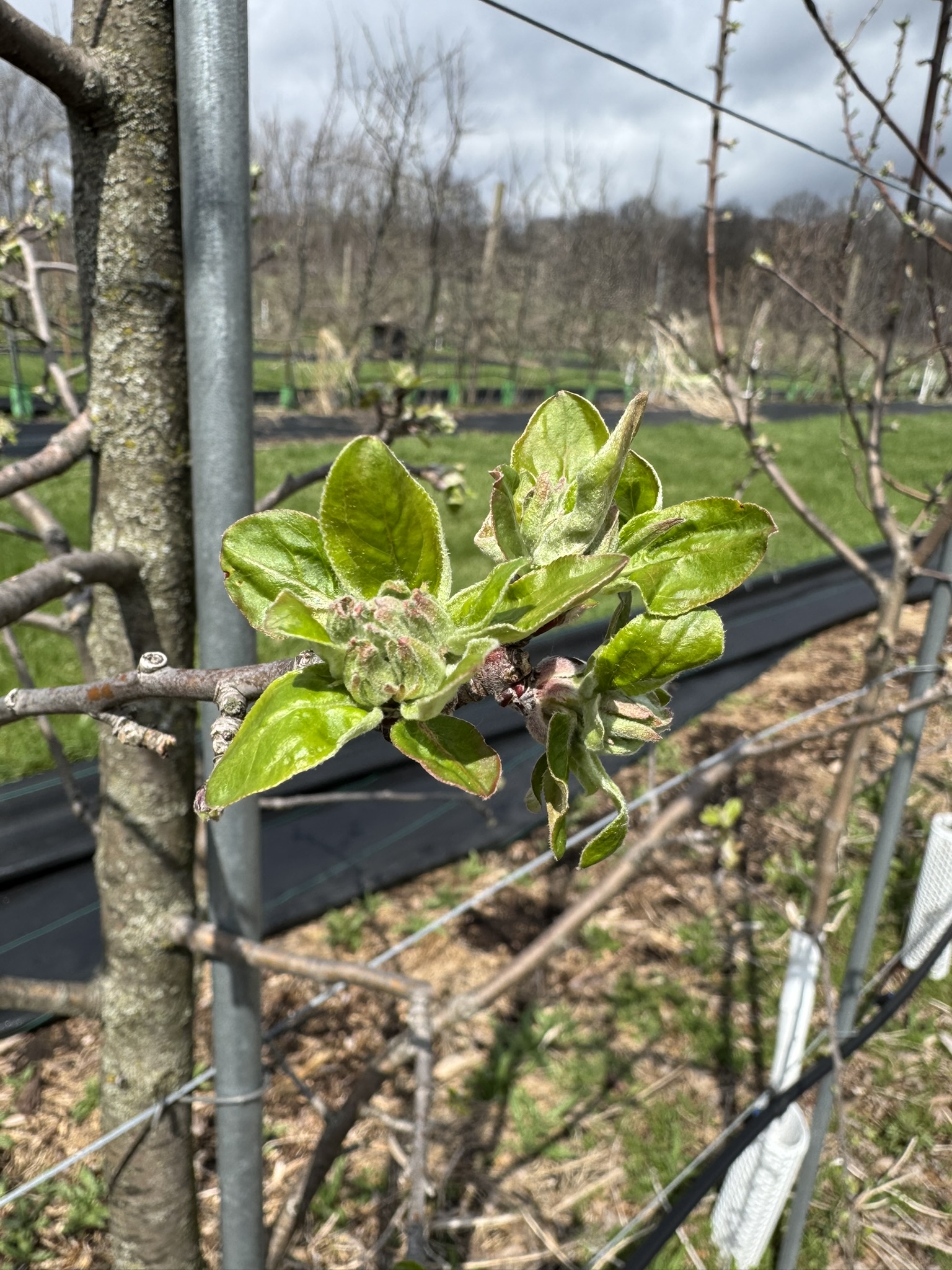 Apple_Zestar_Tollgate_April_13_2026.JPEG
