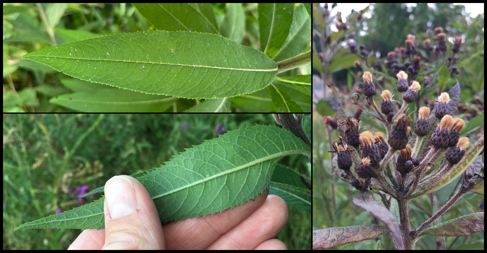 Both sides of an ironweed leaf and ironweed fruit.