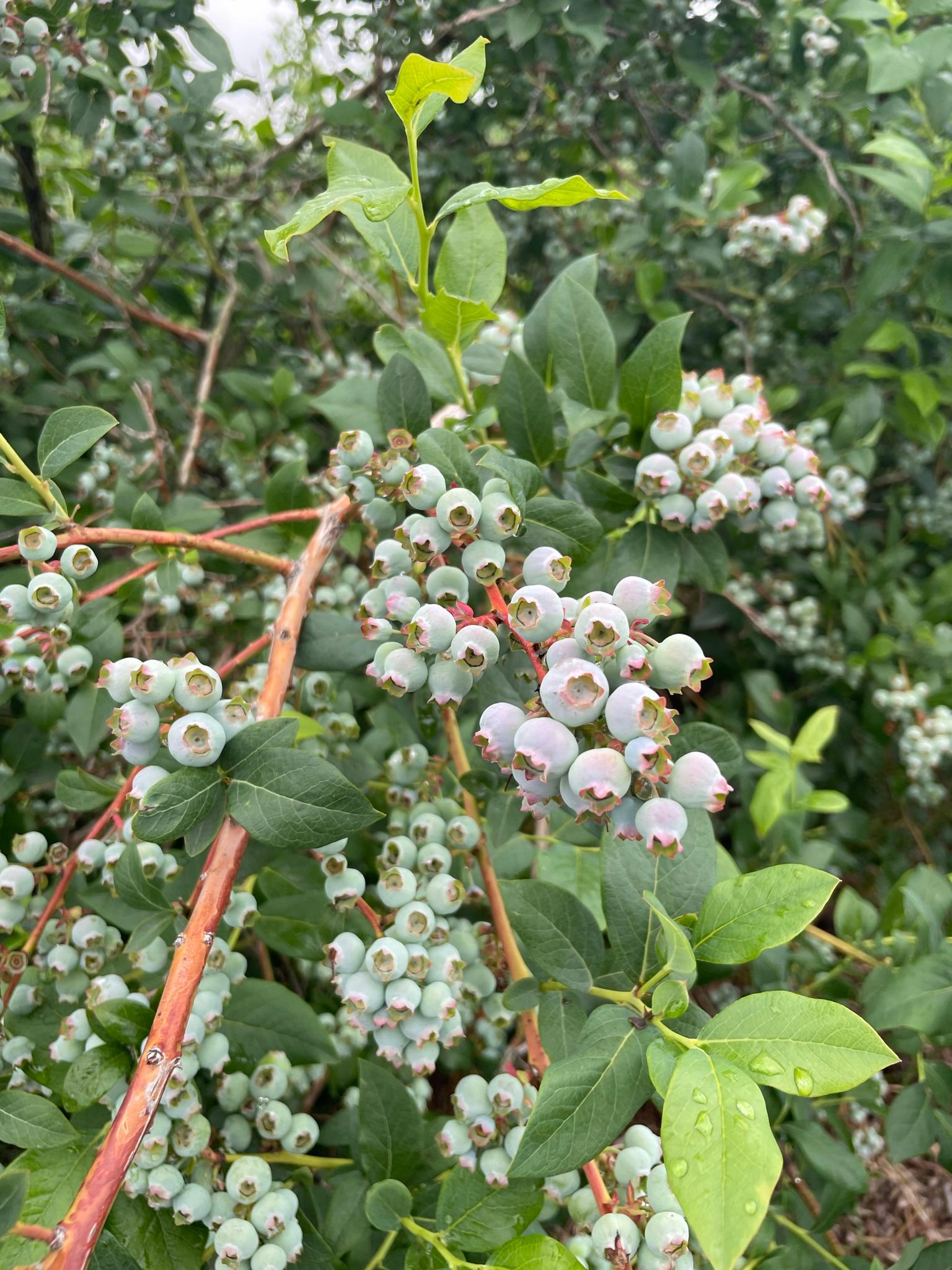 Blueberries