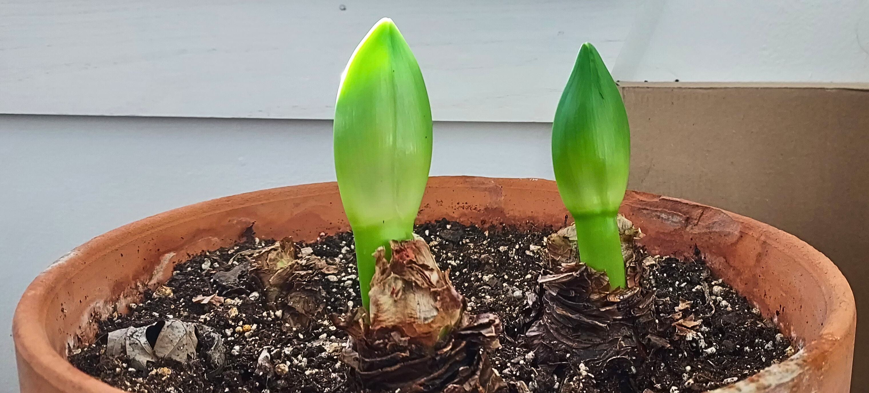 succulent plant Mini Succulents Delivered Locally In NYC, NJ, CT, Boston, Providence,  Washington DC, Baltimore, Philadelphia, Princeton, Long Island, and Upstate  NY