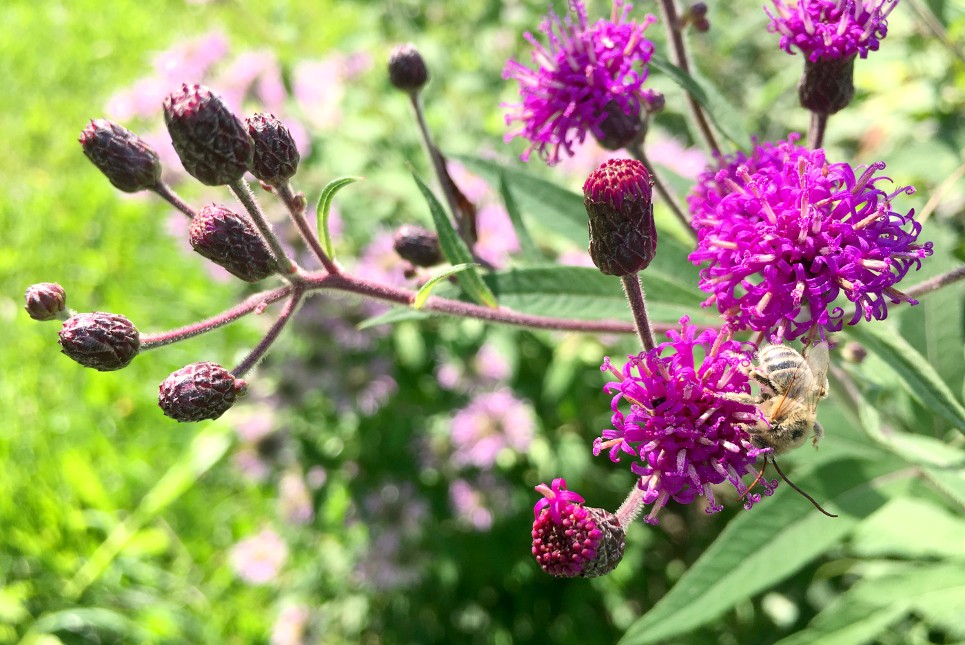 Ironweed flowers.