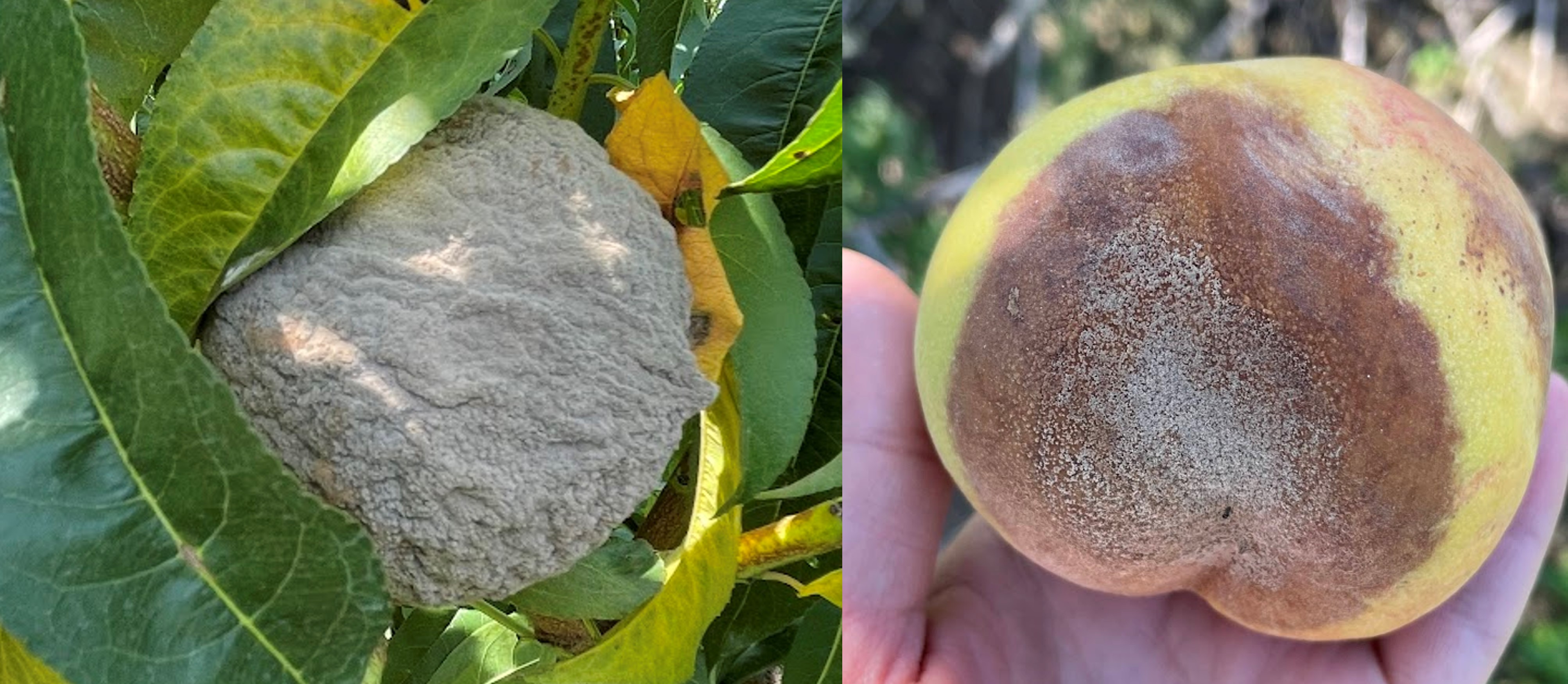 Brown rot symptoms on peach fruit.