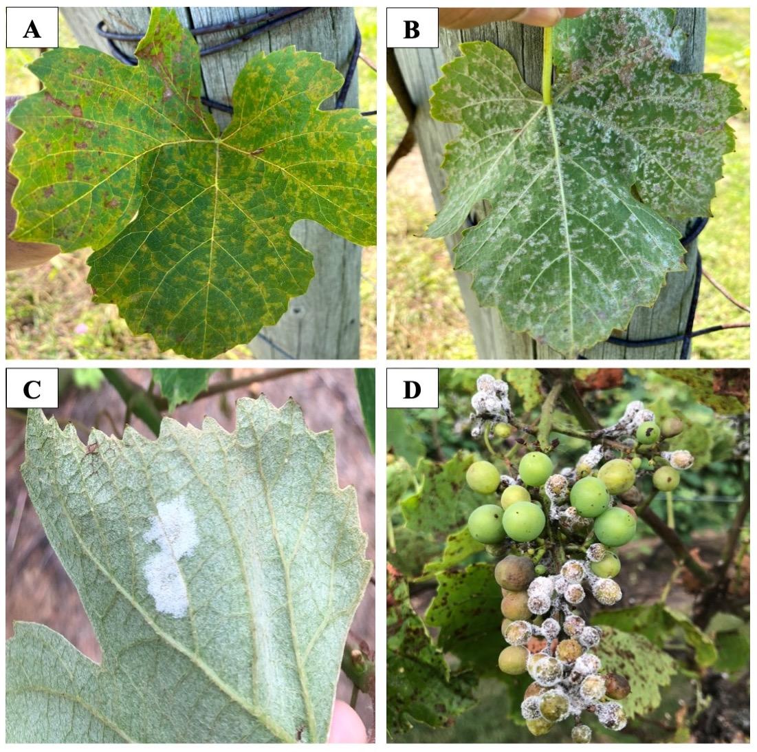 Four different pictures of grape leaves and berries infected with downy mildew.