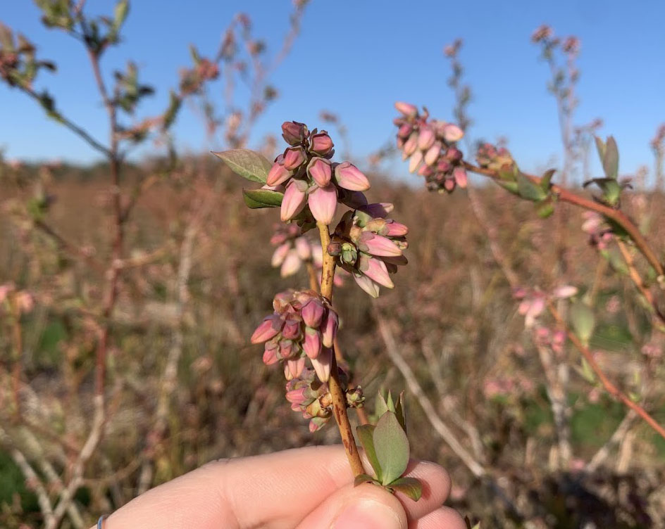 Blueberries blooming.