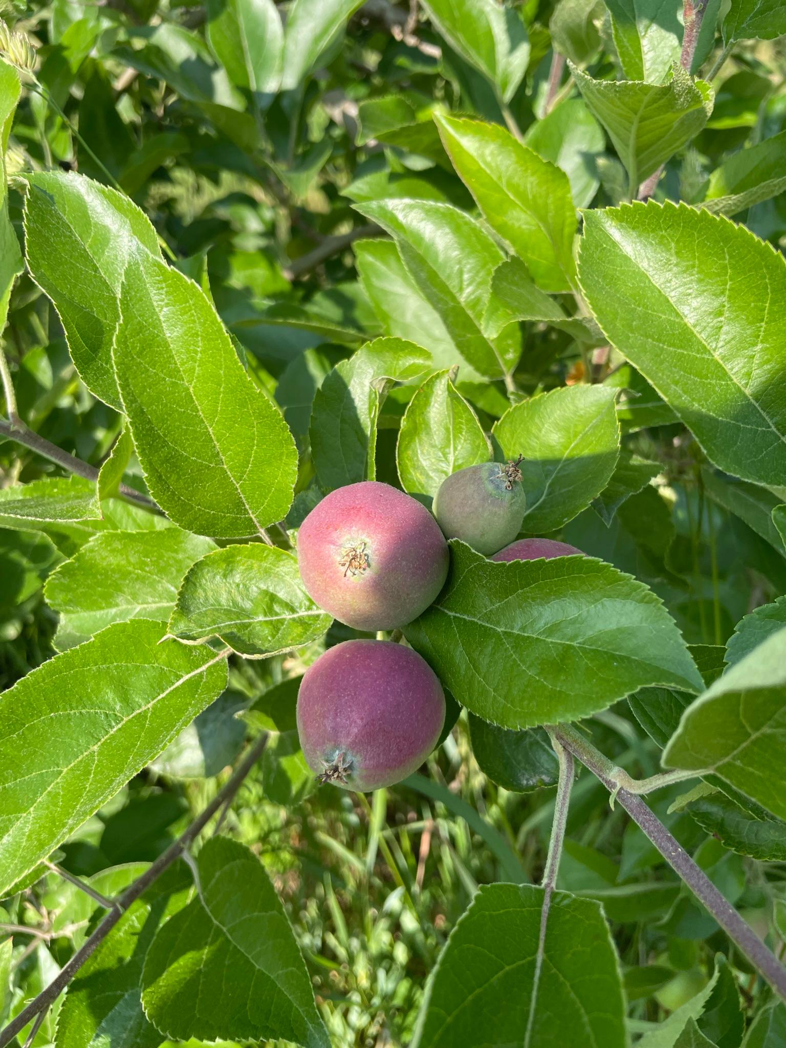 AppleFruitlets_Spicers_June19_2023.JPEG