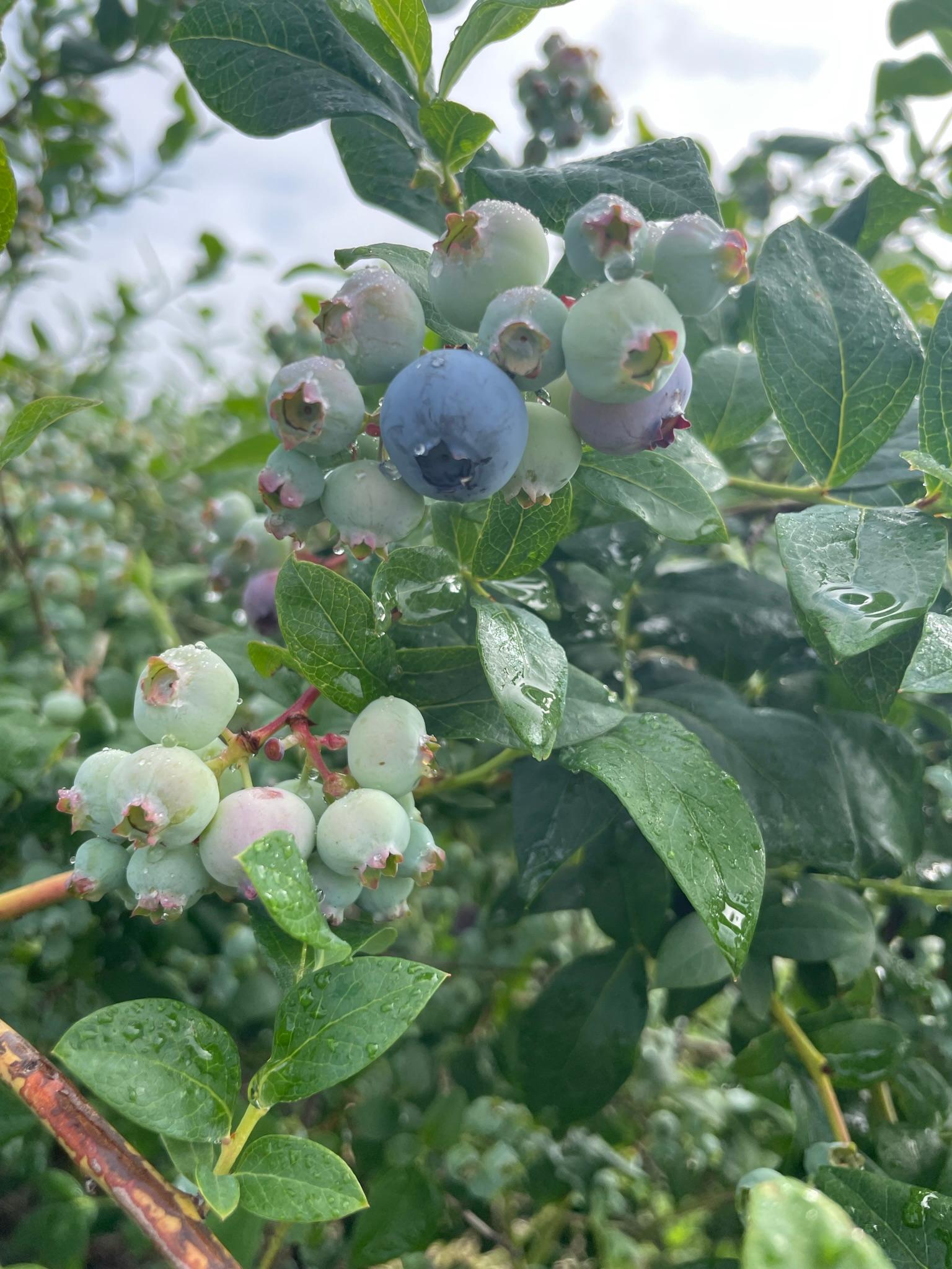 Blueberries