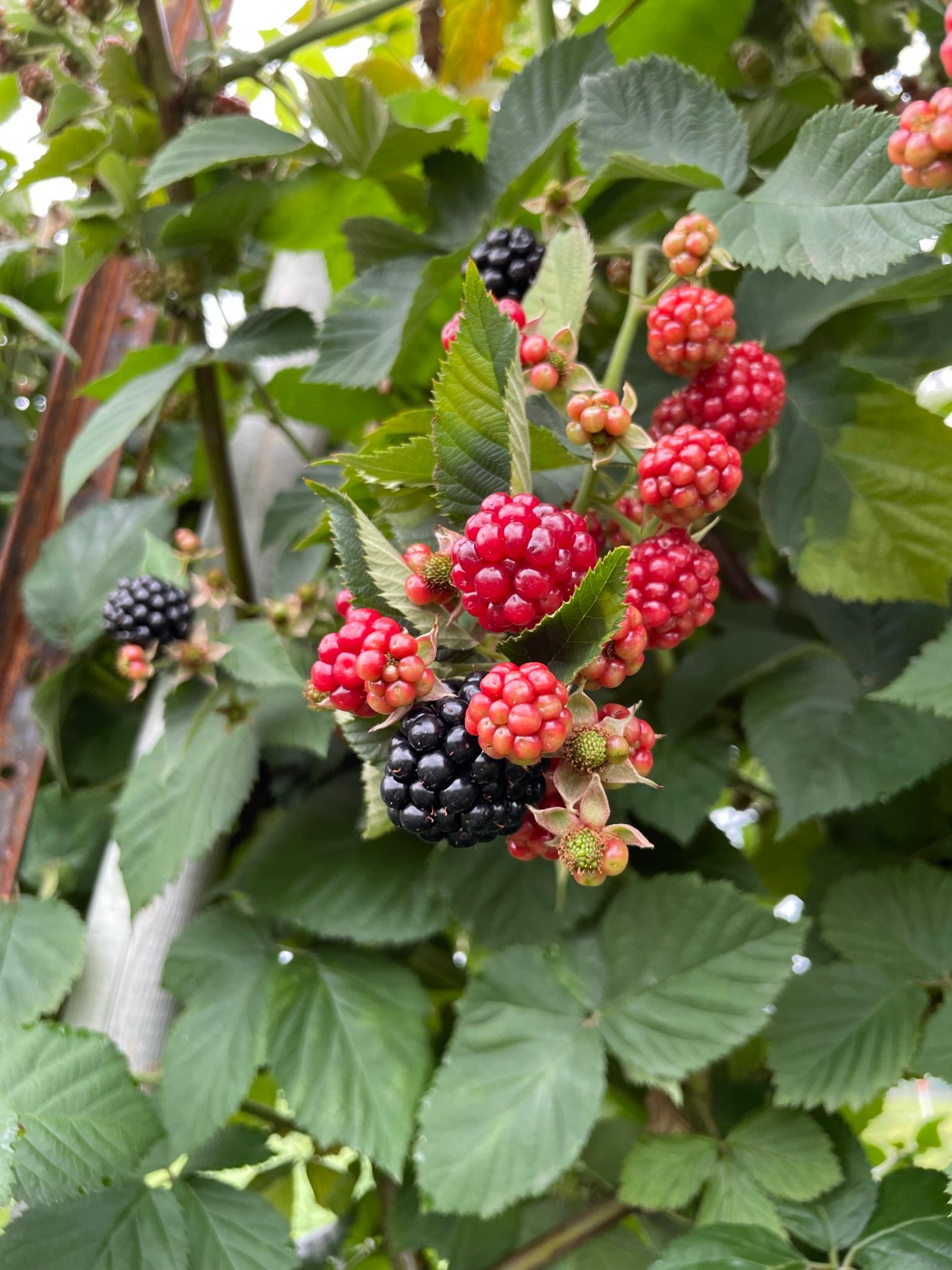 Blackberries