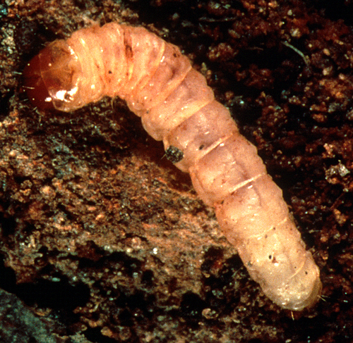 A dogwood borer larva.