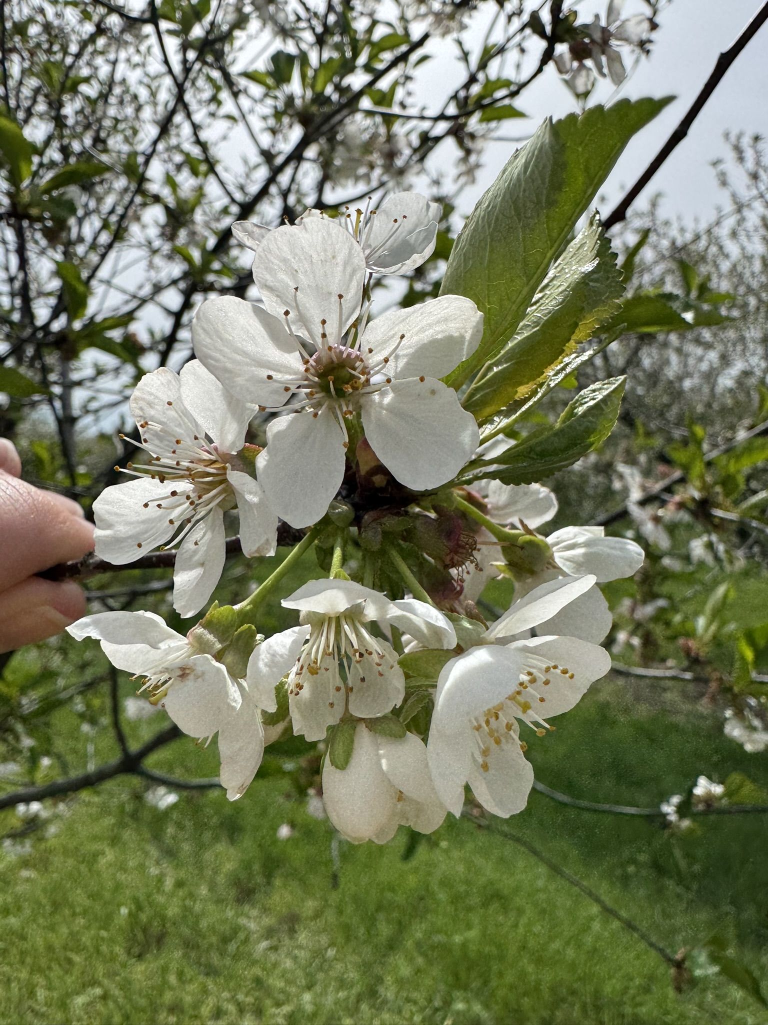 Cherry_Tart_Flowers_Kapnicks_April27_2026.JPEG