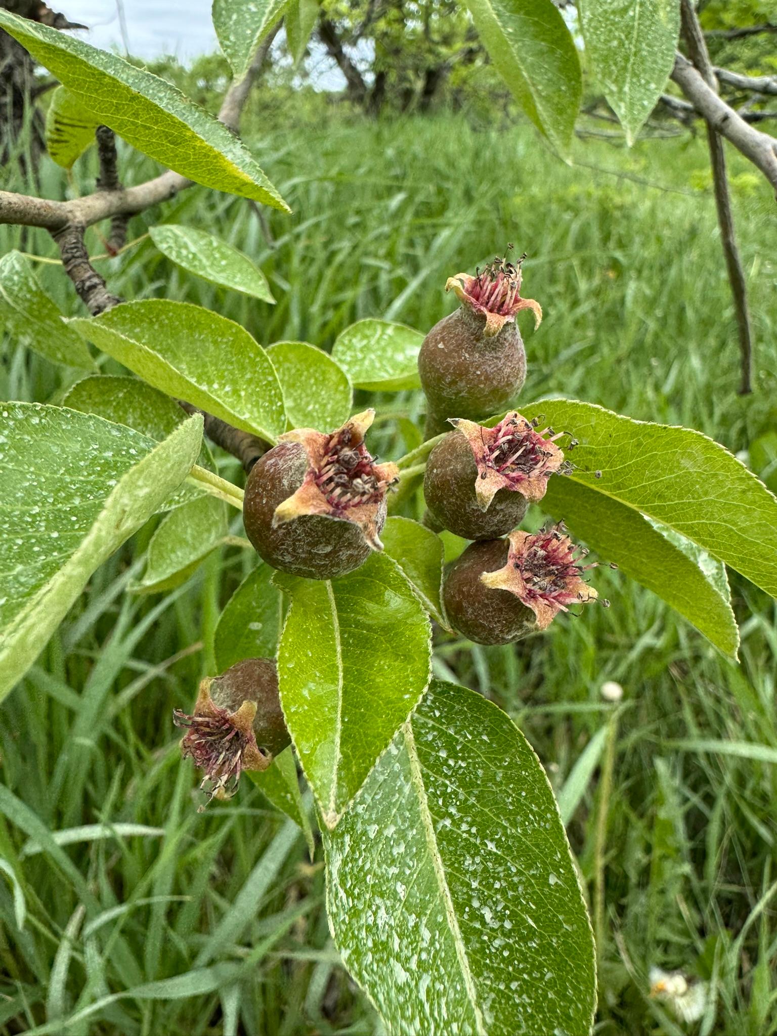 Pear_Spicers_May19_2025.JPEG