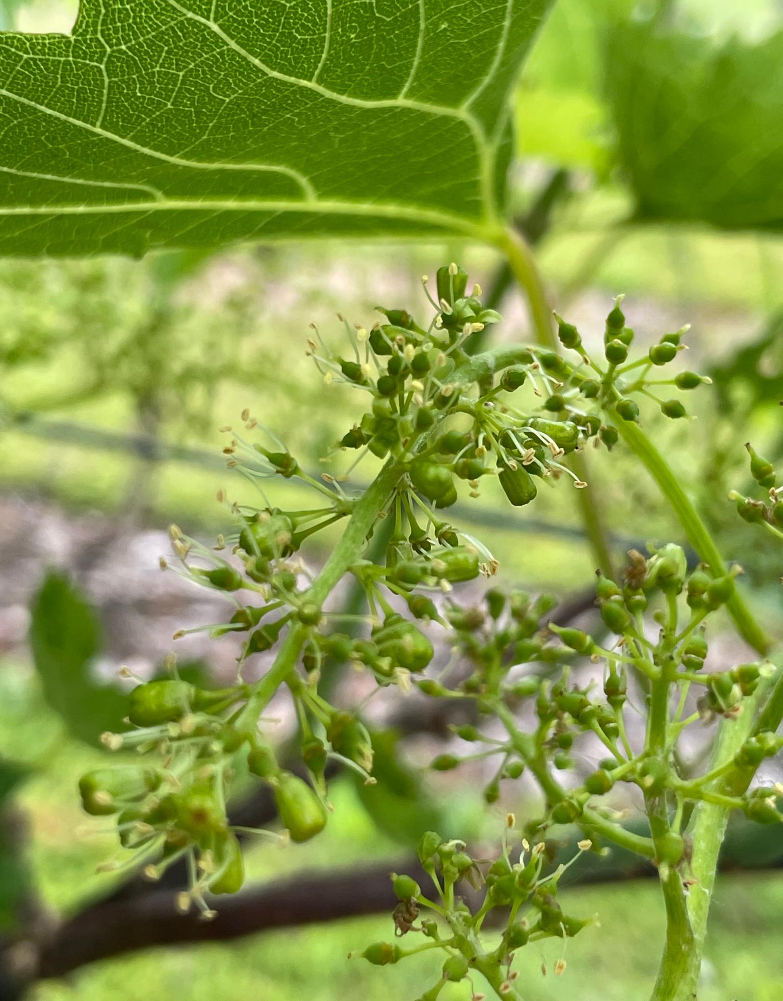 Frontenac grapes blossom.