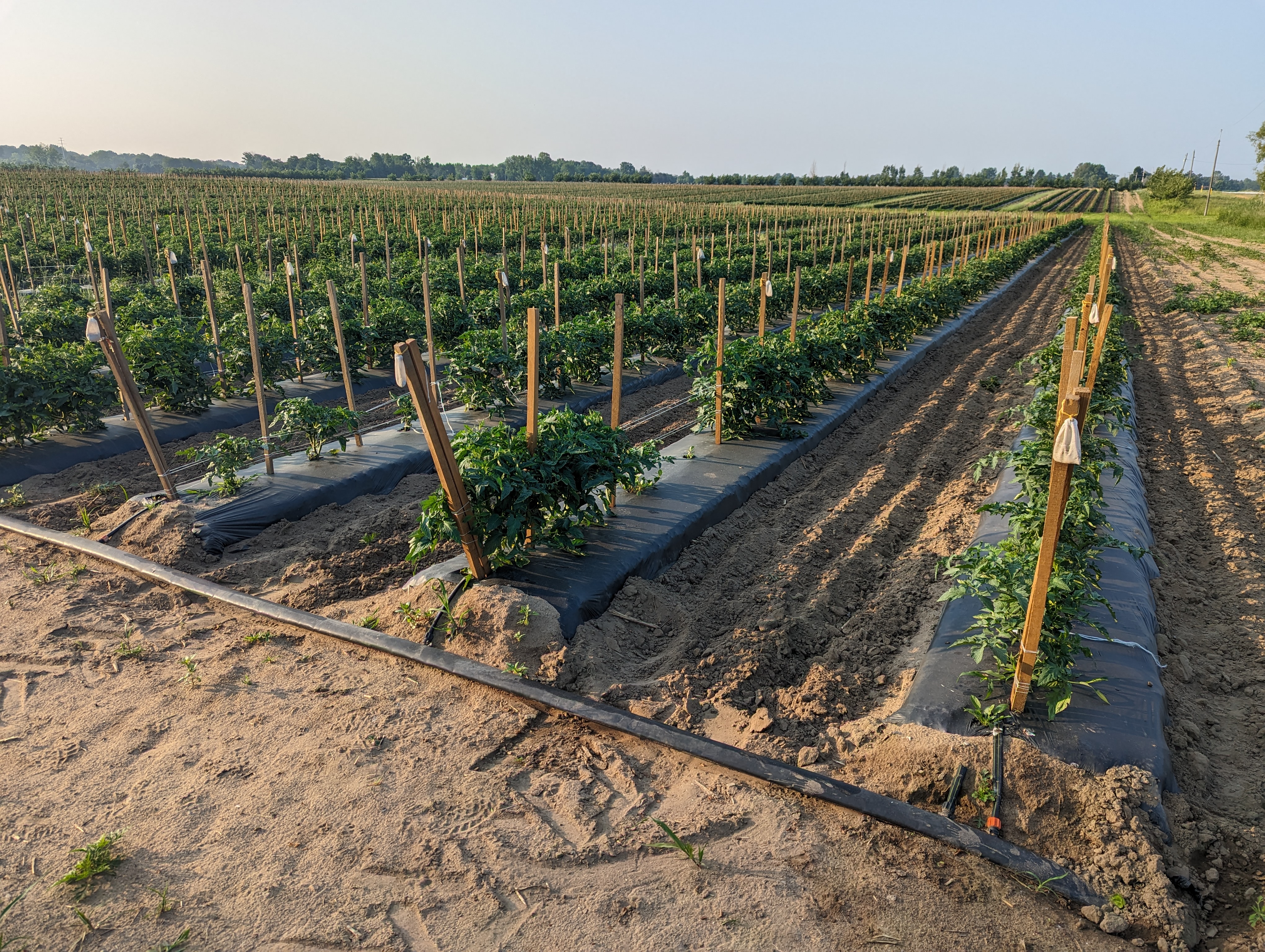 Tomato plantings and rows.