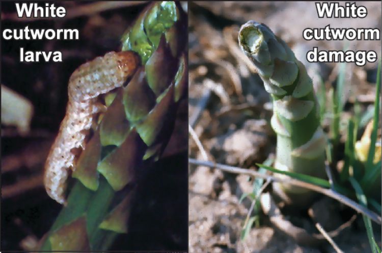 White cutworm larva and damage.