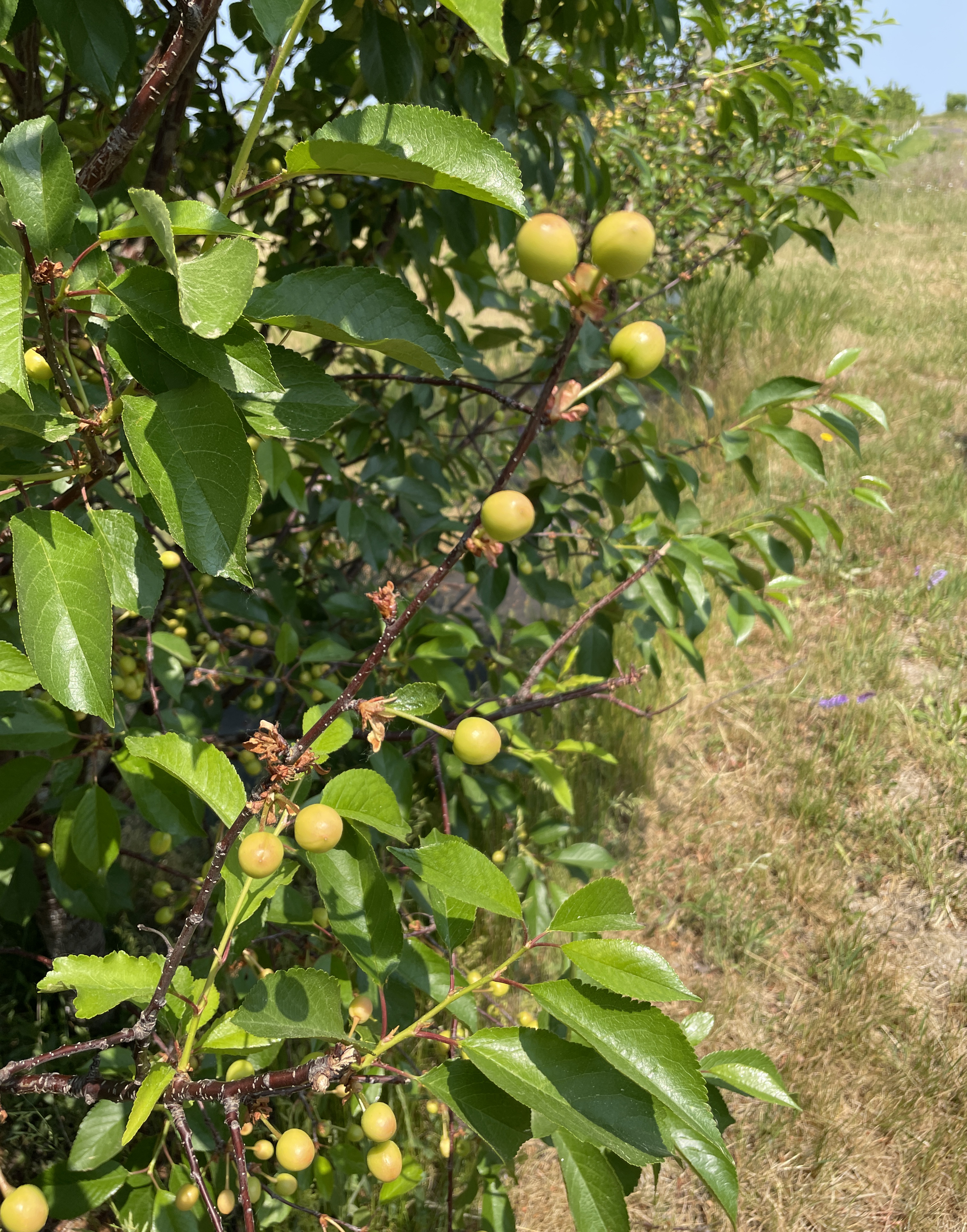 Tart cherries starting to turn red.