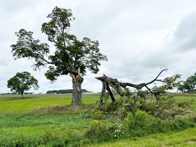 A storm-damaged tree.