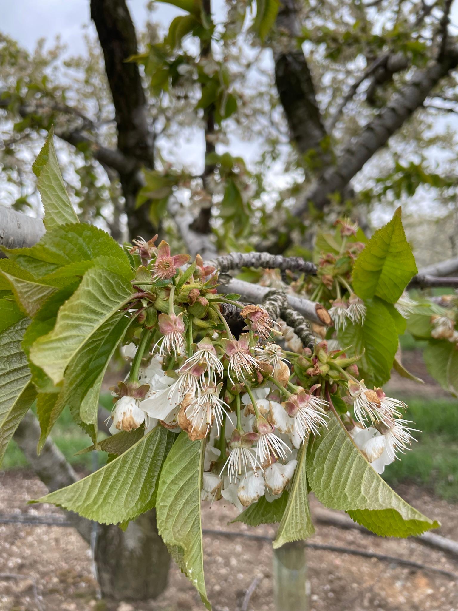 Sweet cherries at petal fall 