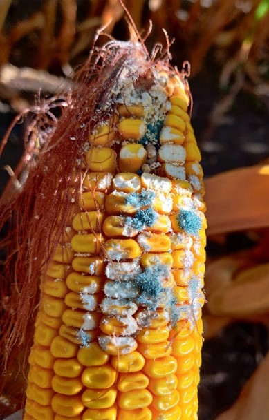 blue mold on a yellow ear of corn