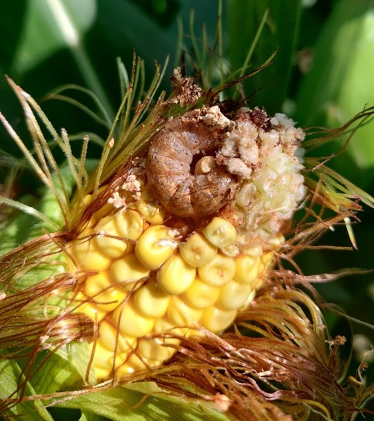 a worm on a yellow ear of corn