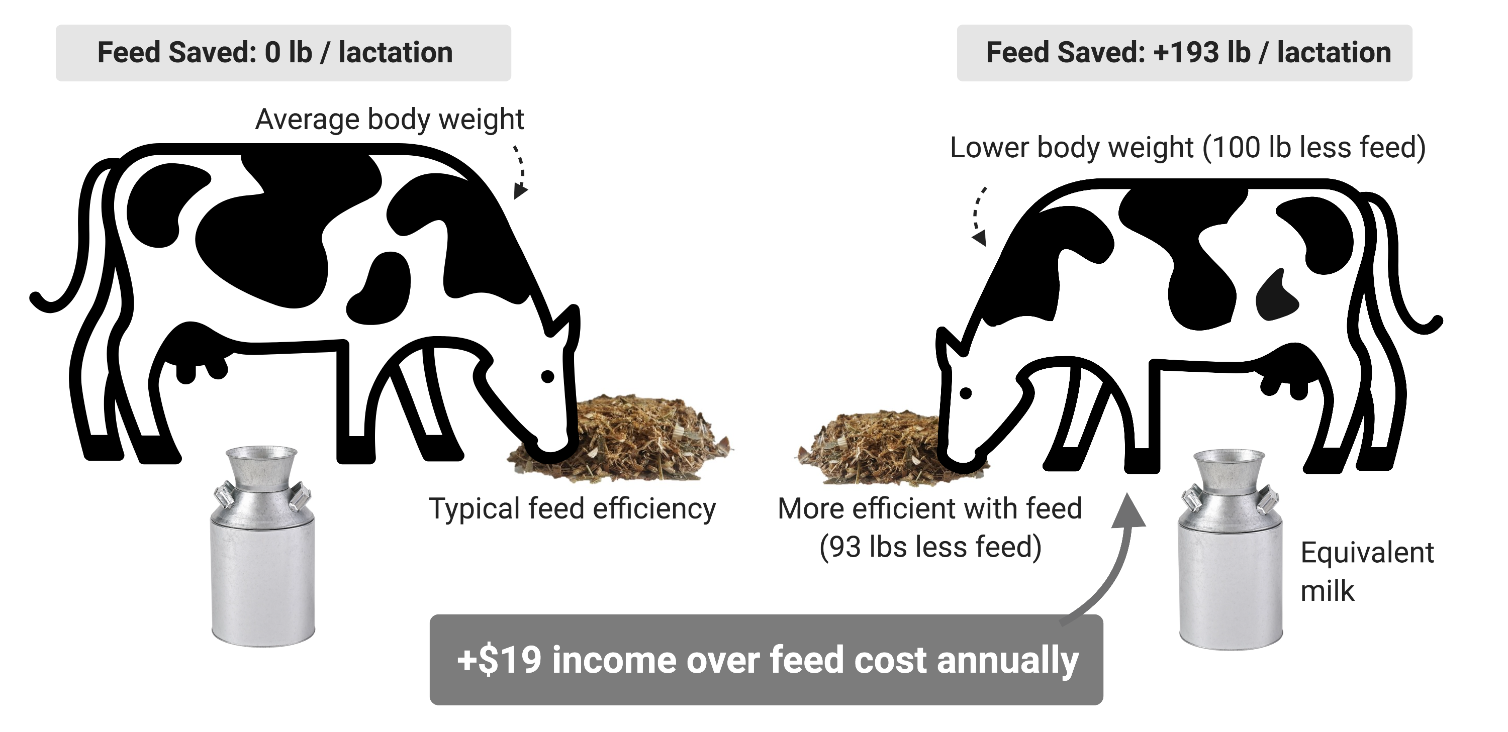 Optimising the post-freshening period for dairy cows - All About Feed