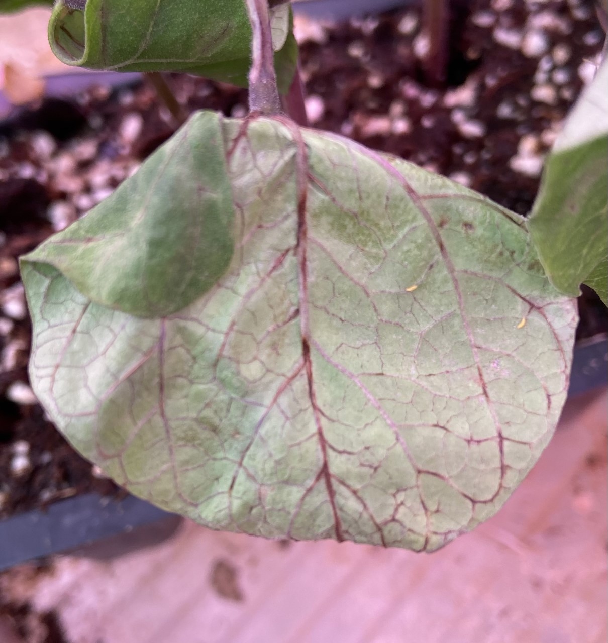 Red-brown lesion on dry bean leaf.