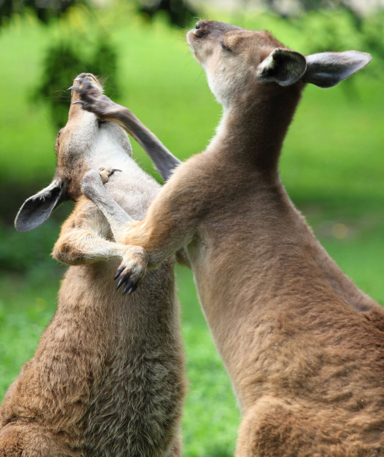 Kangaroos fighting