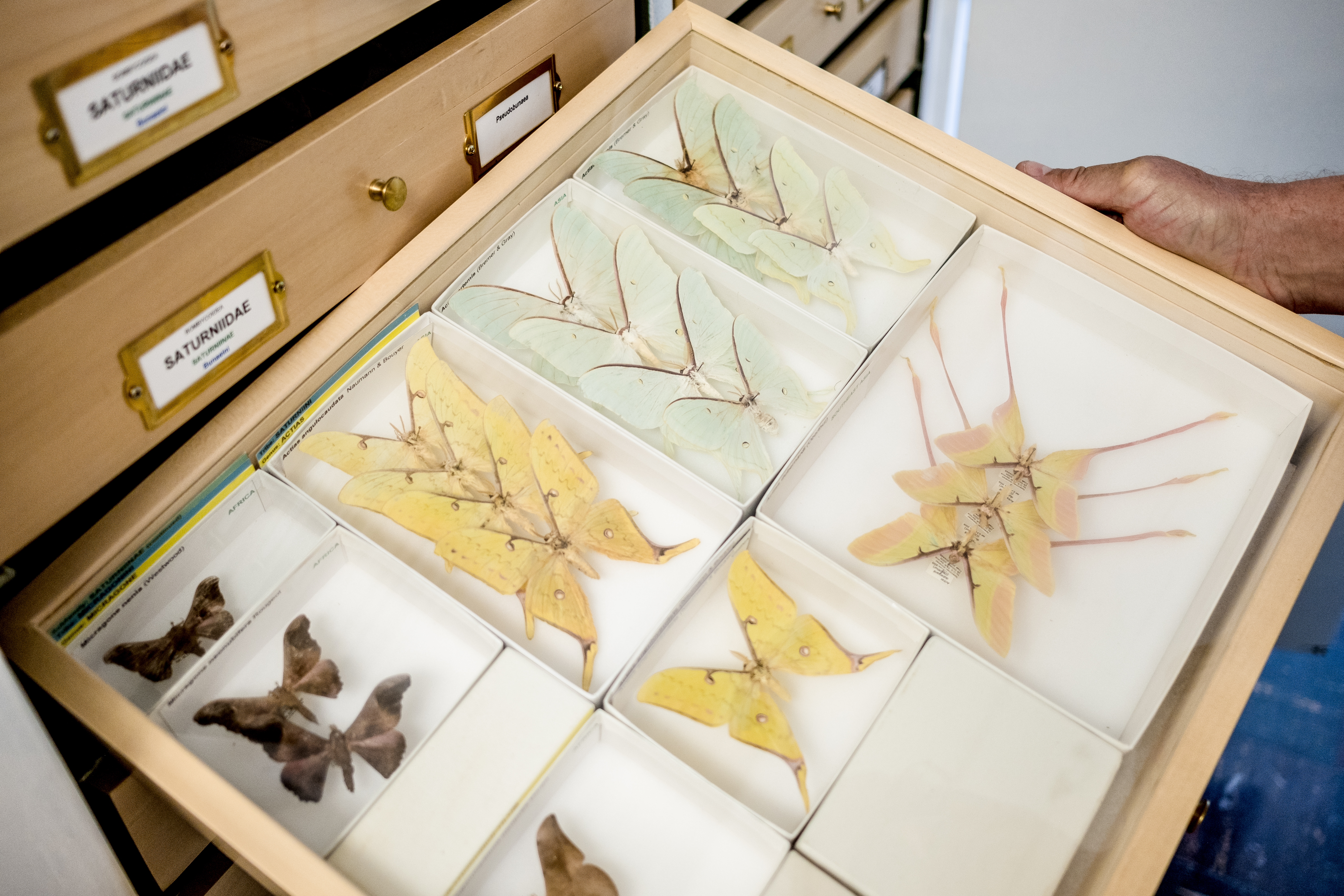 Specimens in a drawer