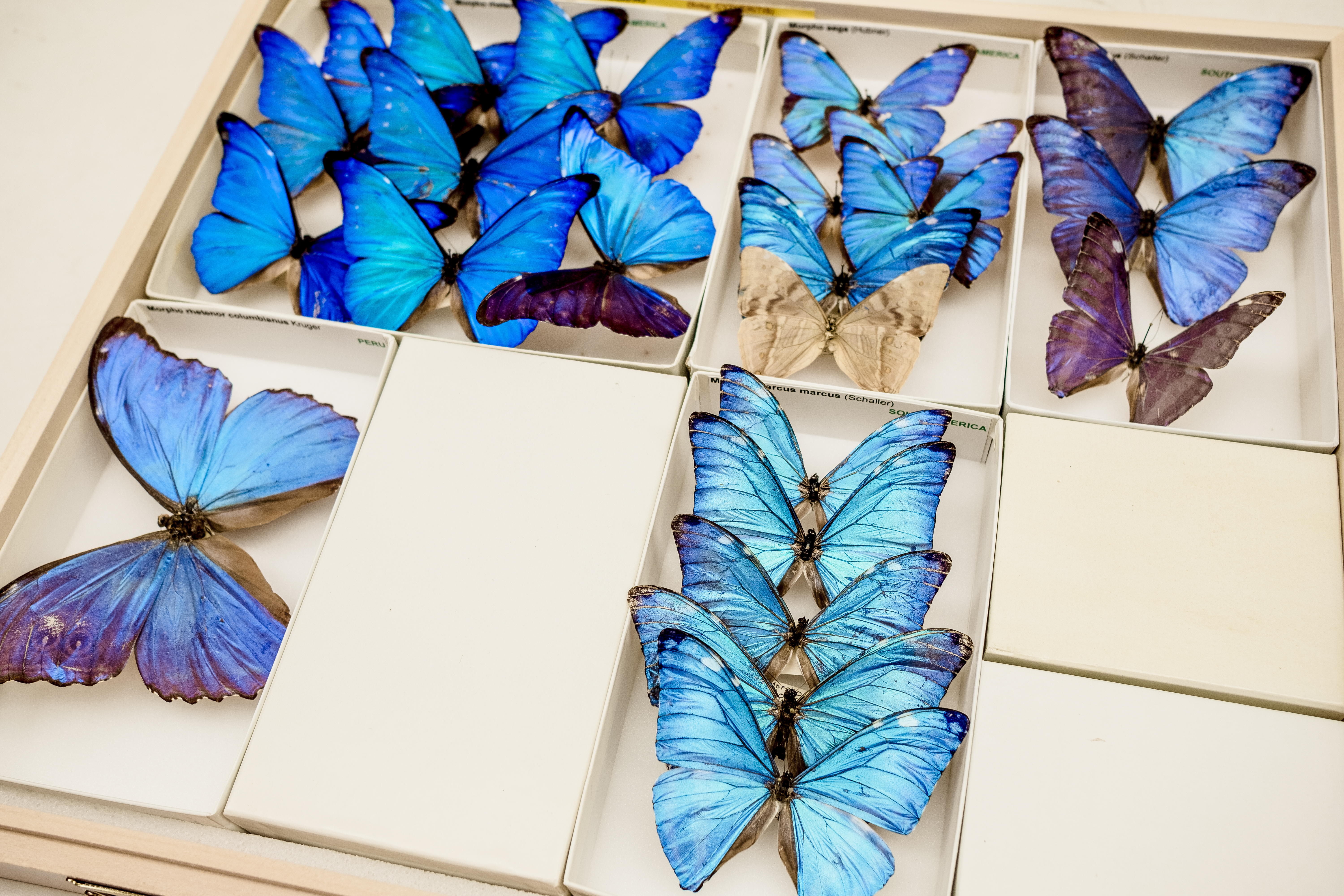 Butterfly specimens