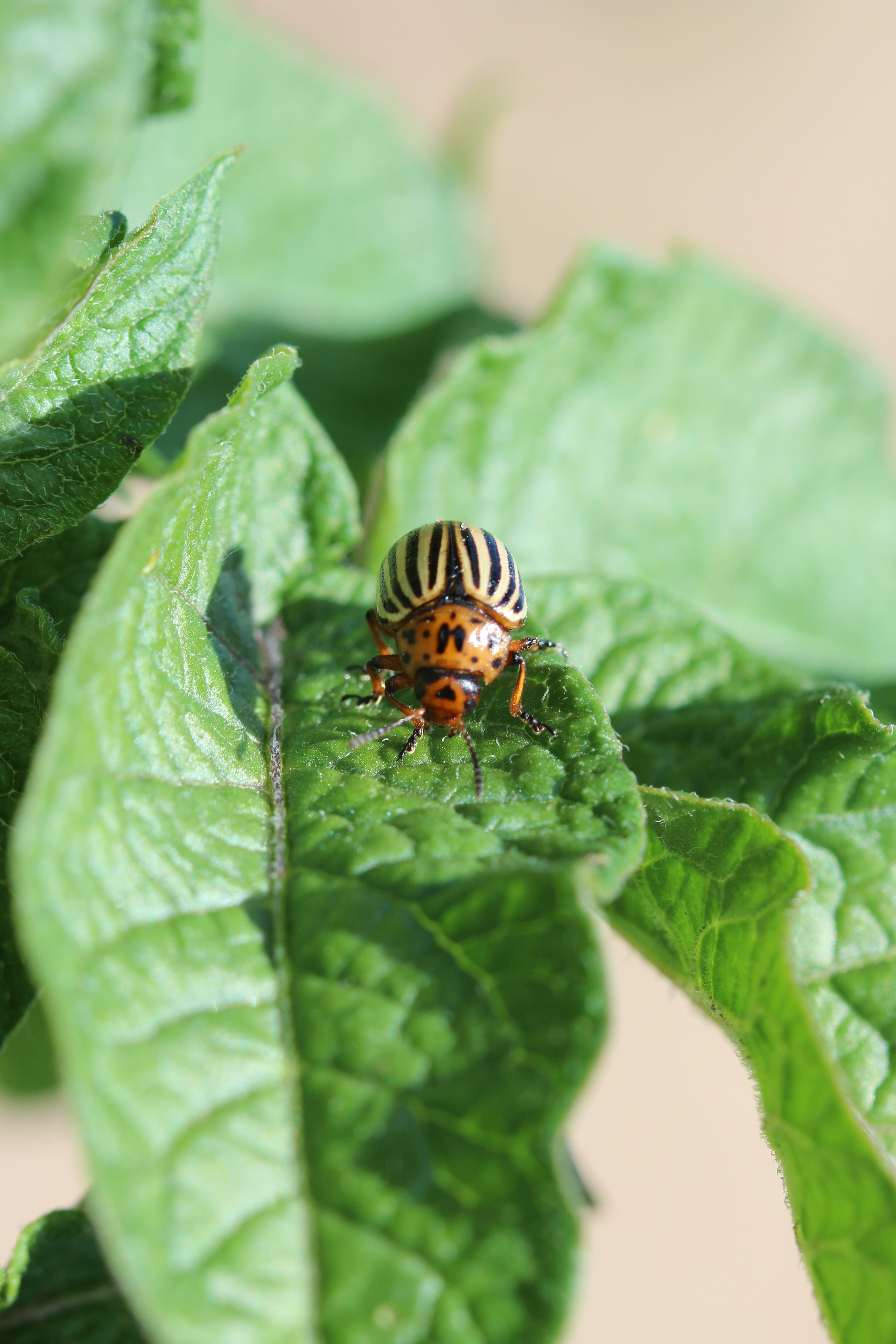 Colorado potato beetle on leaf