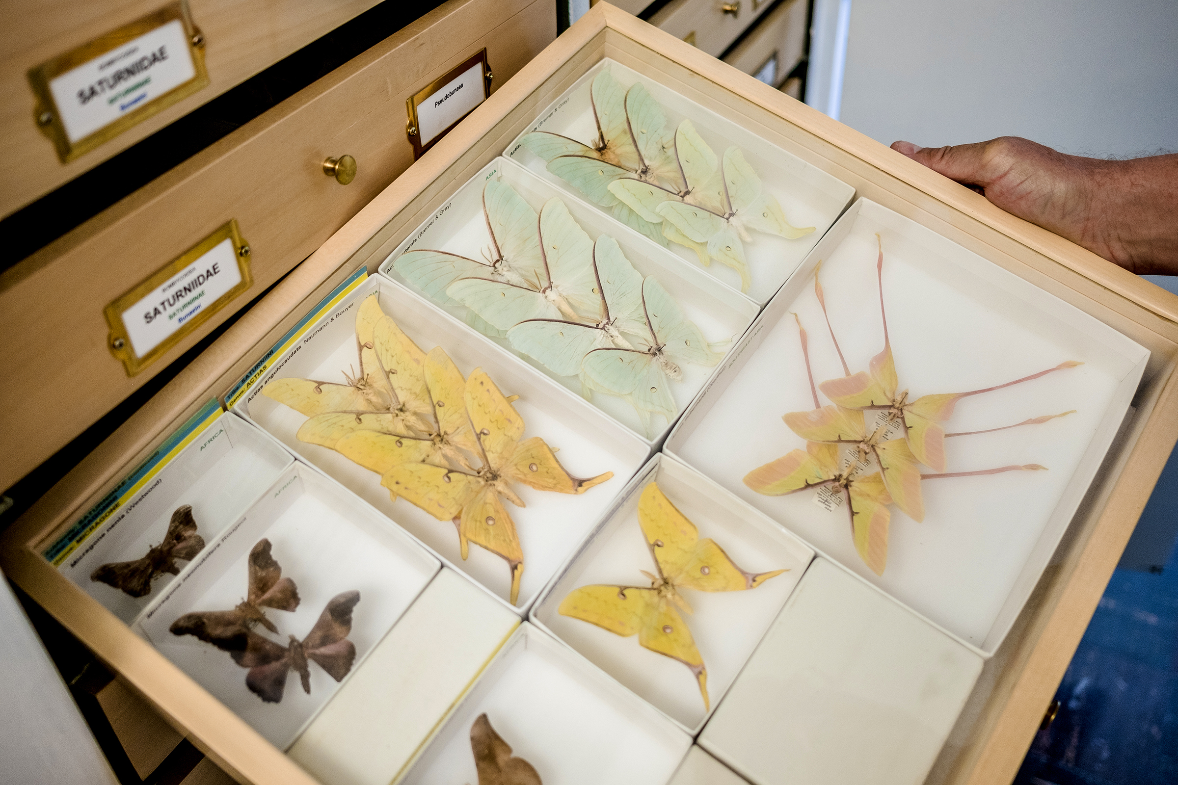 Moths in a tray