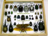 Oh my beetles tray
