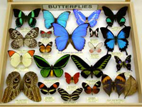Oh-my butterfly tray