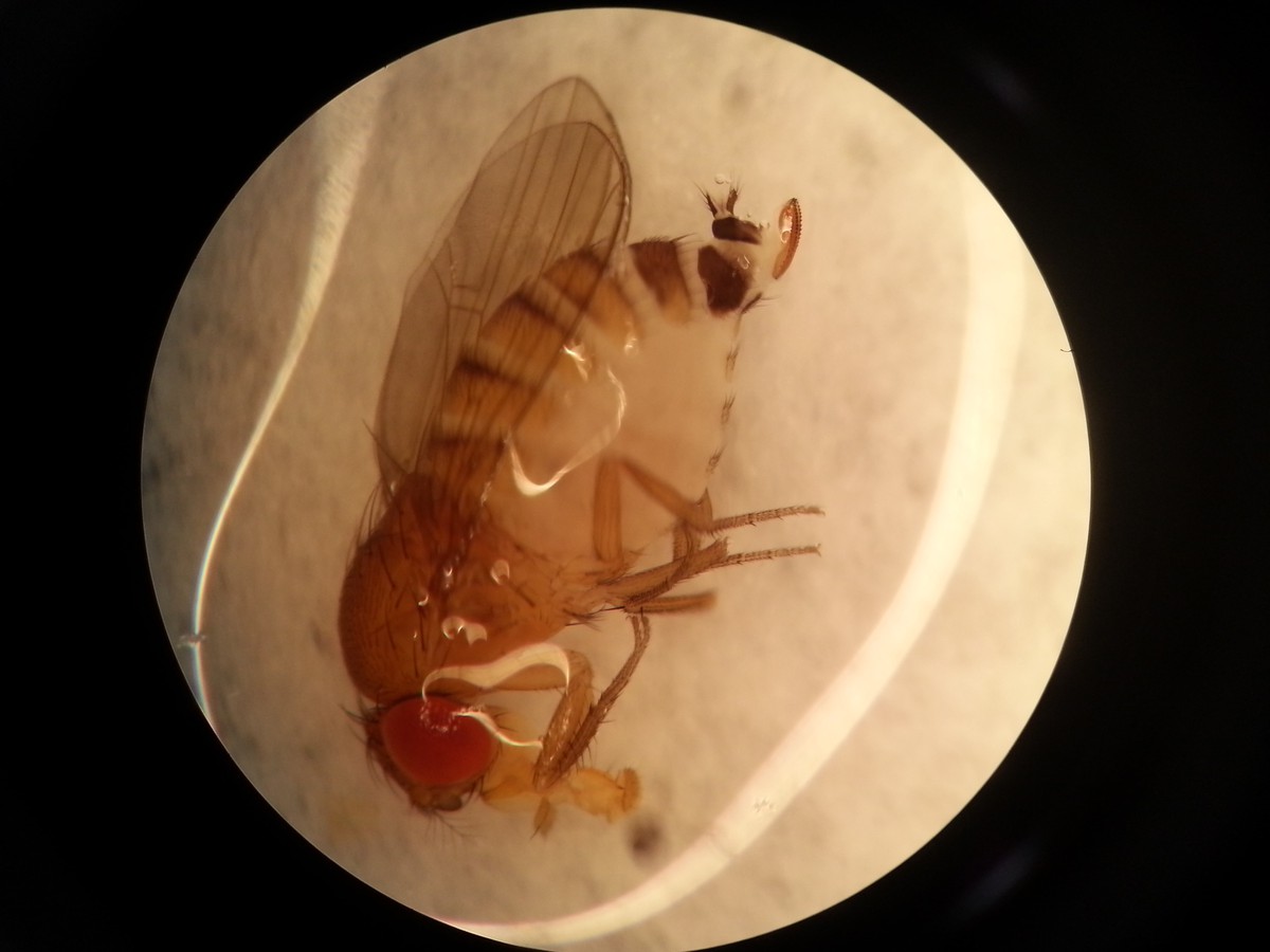 Spotted wing drosophila viewed through a microscope