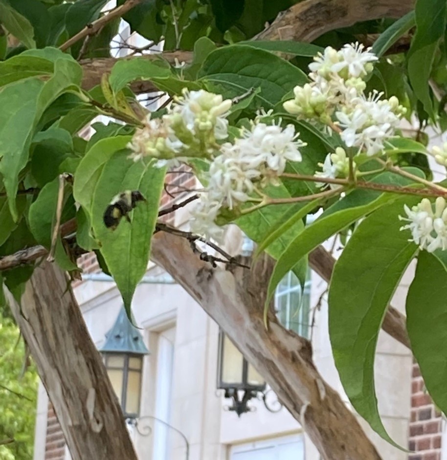 Seven Son Flower Tree 4 H Plants Soils And Gardening