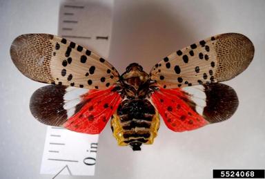 Spotted Lanternfly