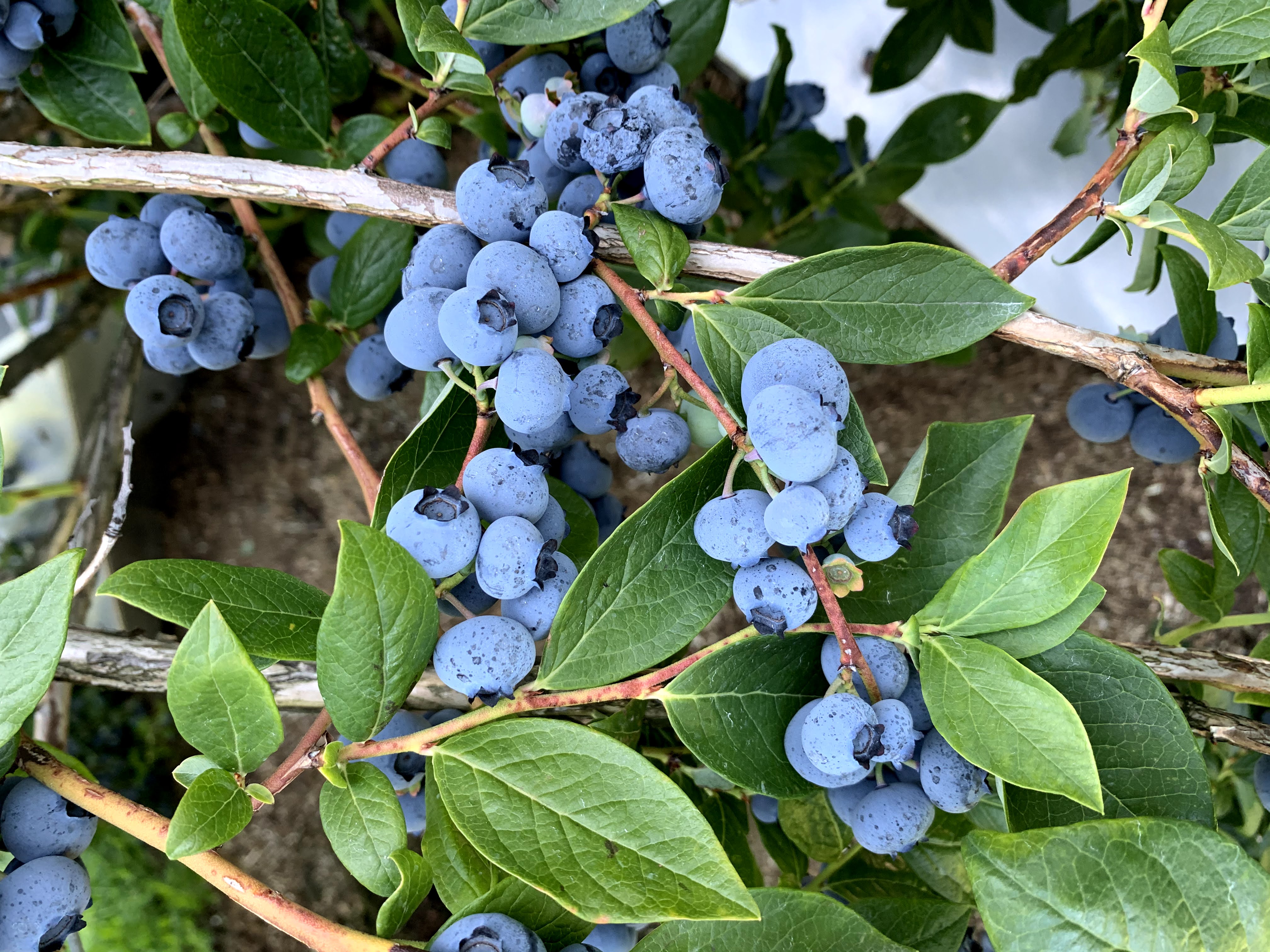 Cute.Blueberries